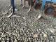 Outil du sol non animé LEMKEN SMARAGD 9